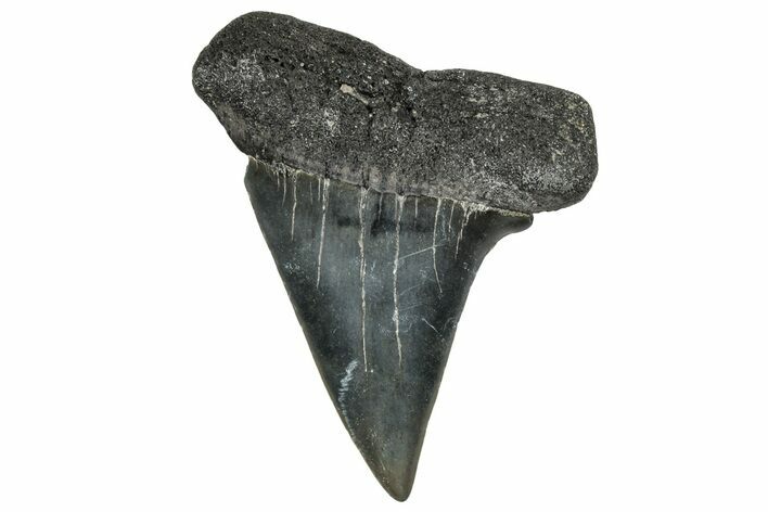Large, Fossil Broad-Toothed Mako Tooth - South Carolina #329104